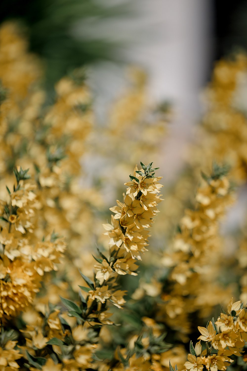 Swiss Alps Destination Wedding; The Tailors Photo and Films; international destination wedding photography and film;