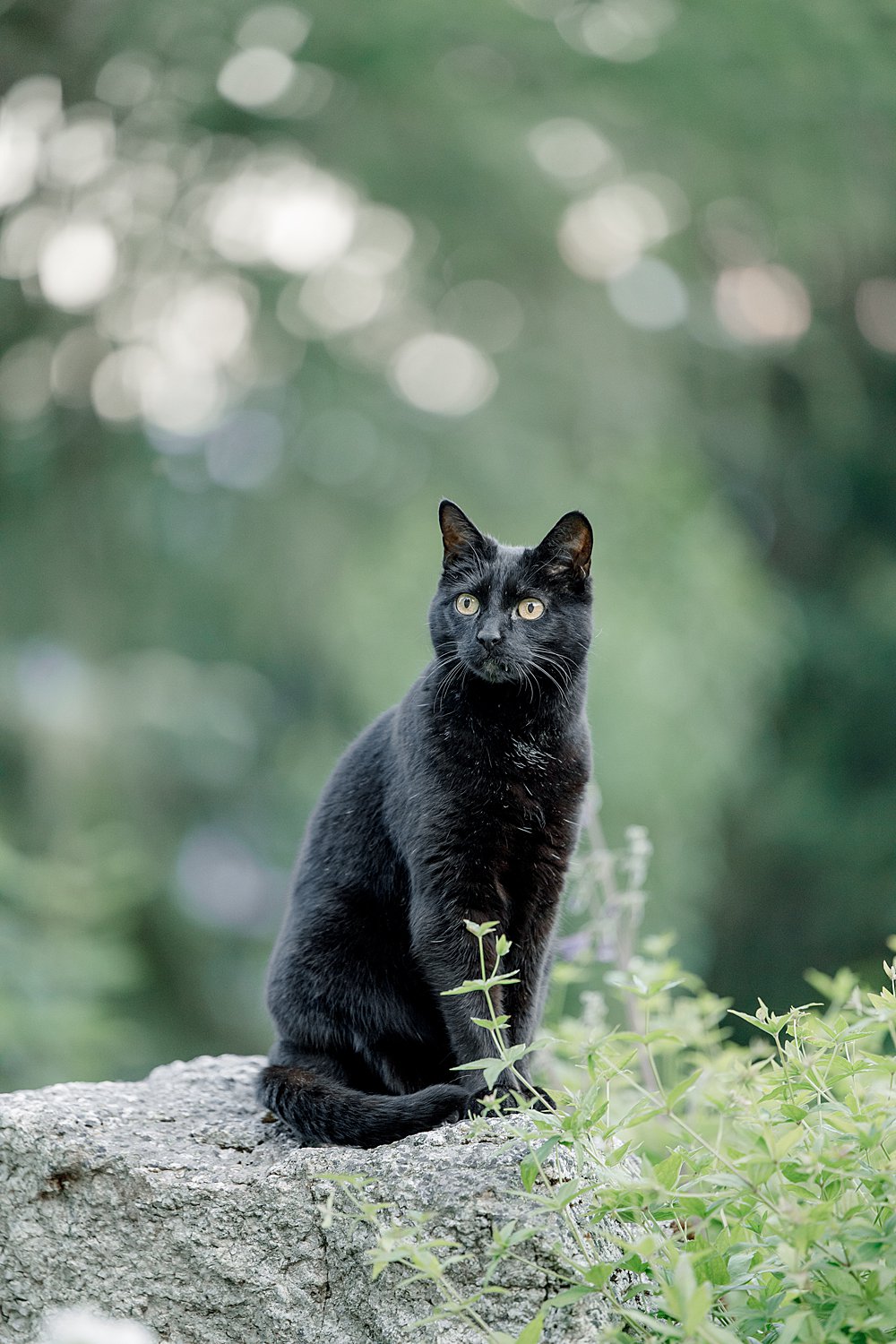 Swiss Alps Destination Wedding; The Tailors Photo and Films; international destination wedding photography and film;
